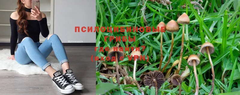 ссылка на мегу как зайти  Бежецк  Псилоцибиновые грибы мухоморы  купить закладку 